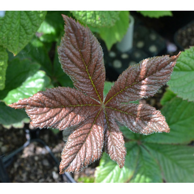 RODGERSIA \'Chocolate Wings\'