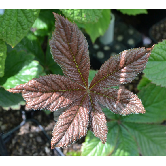 RODGERSIA 'Chocolate Wings'