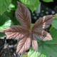 RODGERSIA 'Chocolate Wings'