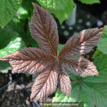 RODGERSIA &#039;Chocolate Wings&#039;