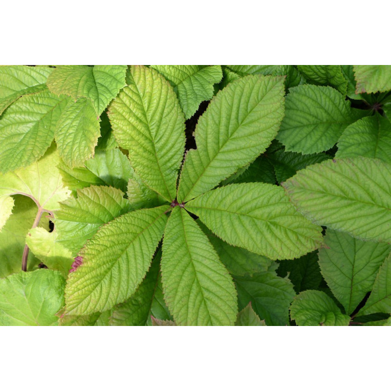 RODGERSIA pinnata 'Elegans'