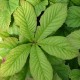 RODGERSIA pinnata 'Elegans'