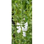 PHYSOSTEGIA virginiana 'Alba'