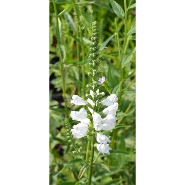 PHYSOSTEGIA virginiana \'Alba\'