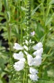 PHYSOSTEGIA virginiana 'Alba'