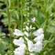 PHYSOSTEGIA virginiana 'Alba'