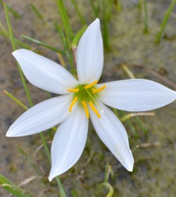 ZEPHYRANTHES candida