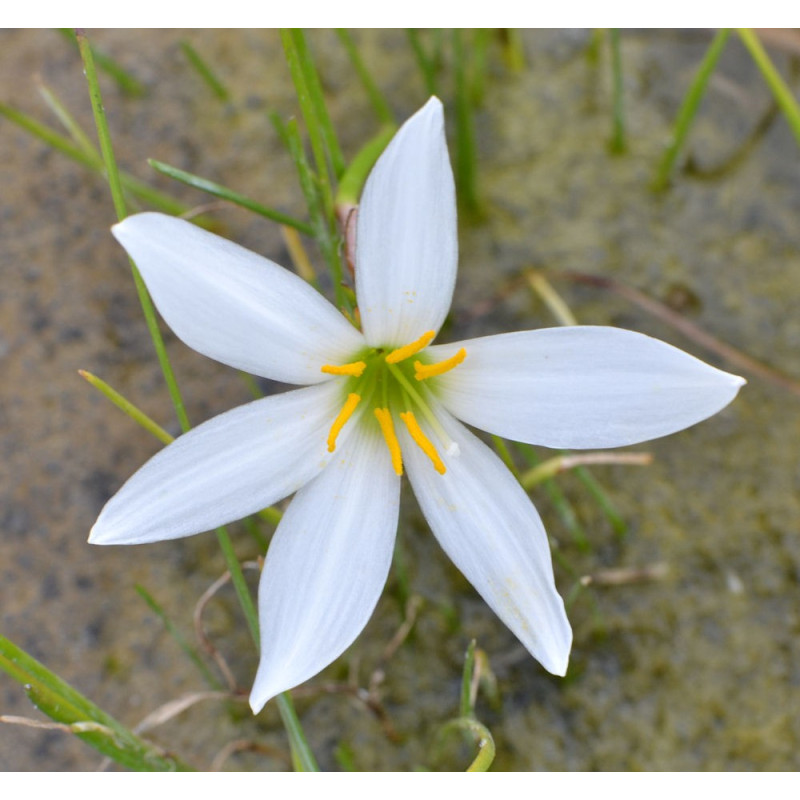 ZEPHYRANTHES candida
