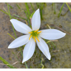 ZEPHYRANTHES candida