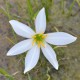 ZEPHYRANTHES candida