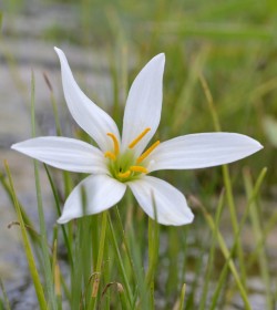 ZEPHYRANTHES candida