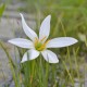 ZEPHYRANTHES candida