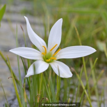 ZEPHYRANTHES candida