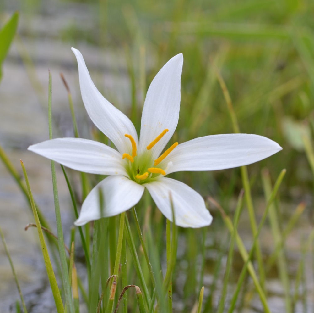 ZEPHYRANTHES candida, Lis zéphyr, fleur blanche en été-Le Jardin d'Eau