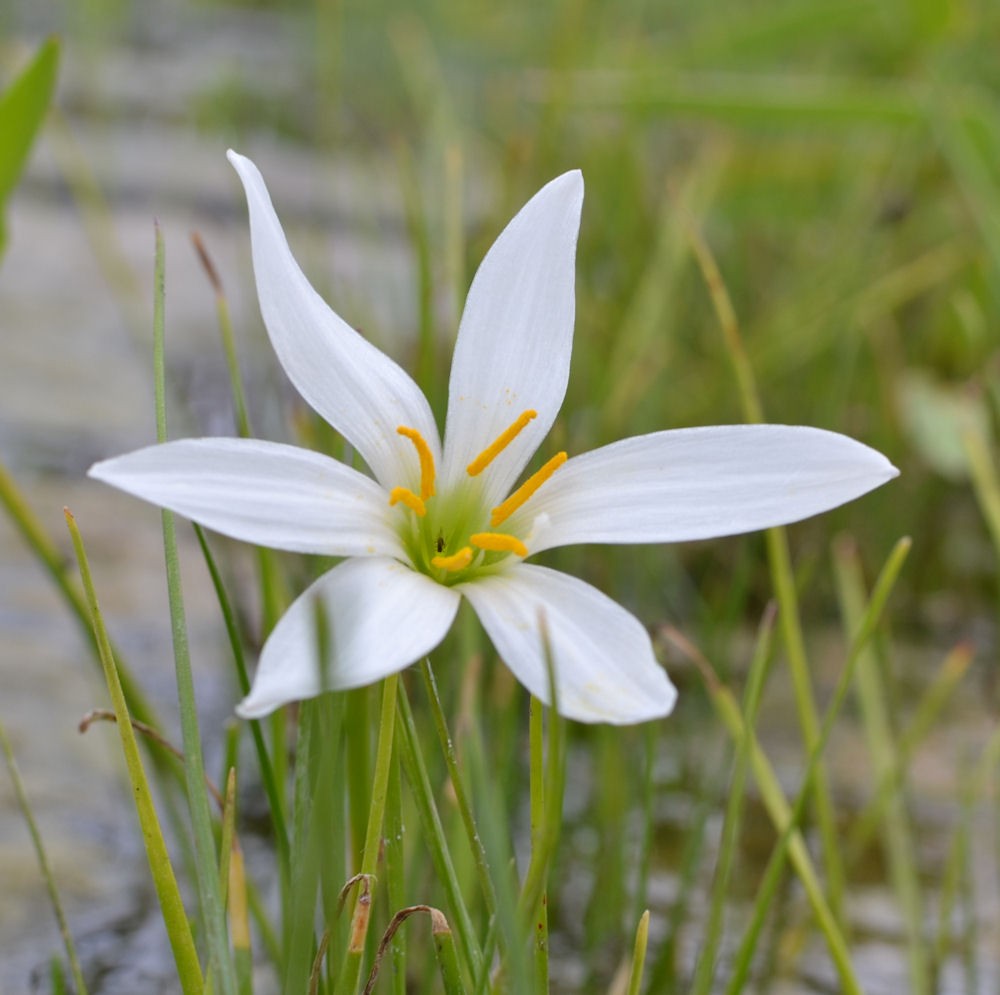 zephyranthes