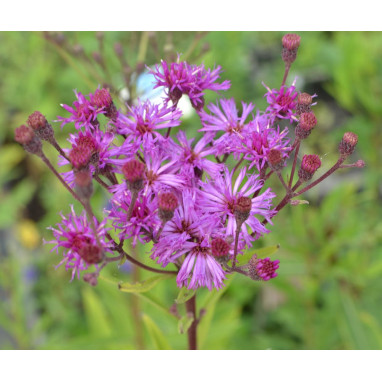 VERNONIA crinita