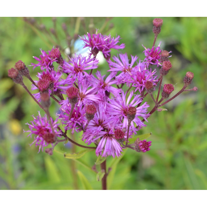 VERNONIA crinita