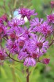 VERNONIA crinita