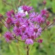 VERNONIA crinita