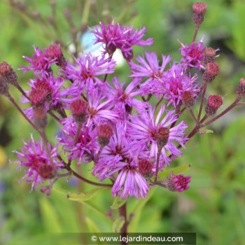 VERNONIA crinita