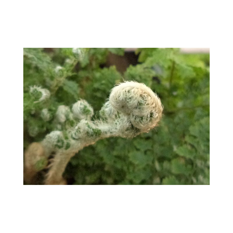 POLYSTICHUM setiferum 'Plumosum Densum'