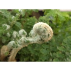 POLYSTICHUM setiferum 'Plumosum Densum'