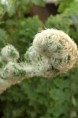 POLYSTICHUM setiferum 'Plumosum Densum'
