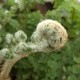 POLYSTICHUM setiferum 'Plumosum Densum'