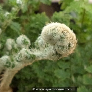 POLYSTICHUM setiferum &#039;Plumosum Densum&#039;