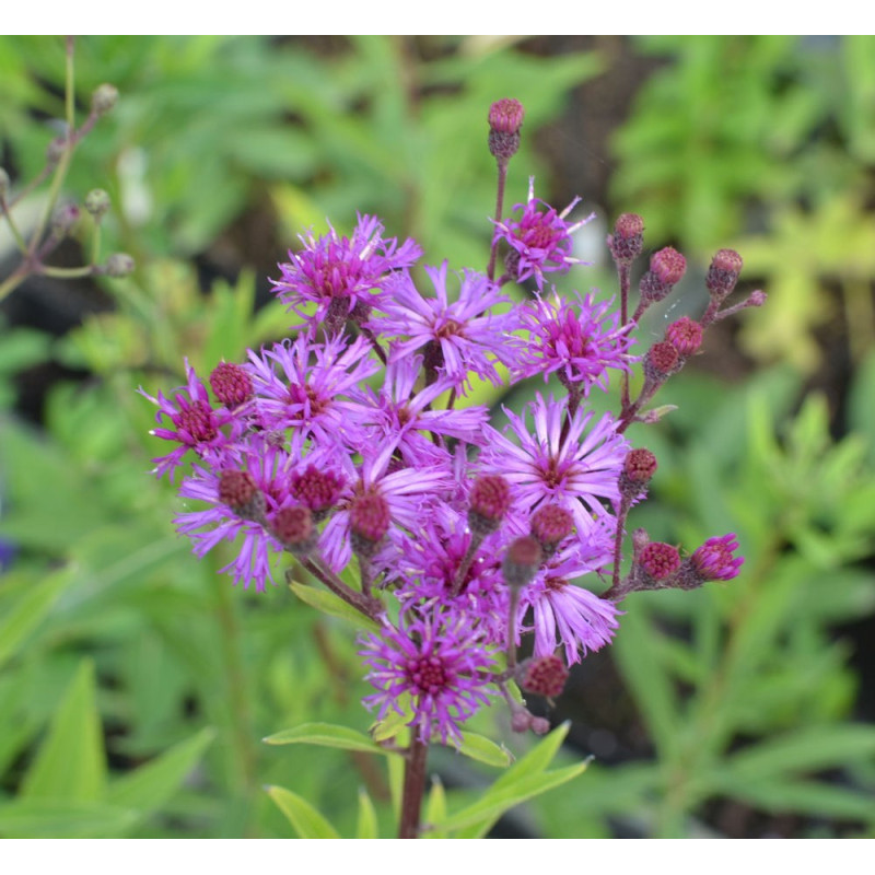 VERNONIA crinita