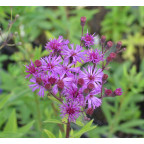 VERNONIA crinita