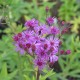 VERNONIA crinita