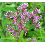 EUPATORIUM purpureum subsp. maculatum  'Glutball'