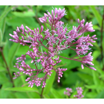 EUPATORIUM purpureum subsp. maculatum  \'Glutball\'