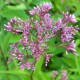 EUPATORIUM purpureum subsp. maculatum 'Glutball'