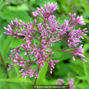 EUPATORIUM purpureum subsp. maculatum &#039;Glutball&#039;