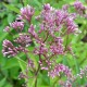 EUPATORIUM purpureum subsp. maculatum 'Glutball'