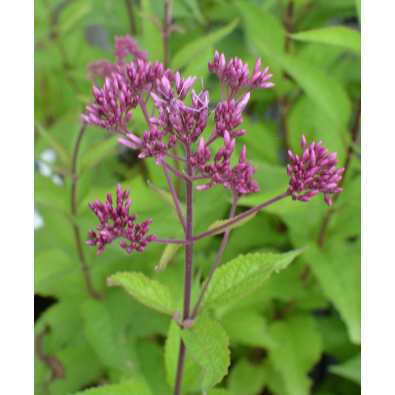 Eupatorium purpureum 'Ankum' Eupatorium purpureum 'Ankum'