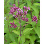 Eupatorium purpureum 'Ankum' Eupatorium purpureum 'Ankum'