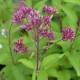 Eupatorium purpureum 'Ankum'