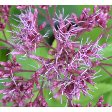 EUPATORIUM purpureum  \'Ankum\'
