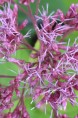 EUPATORIUM purpureum 'Ankum'