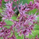 Eupatorium purpureum 'Ankum'