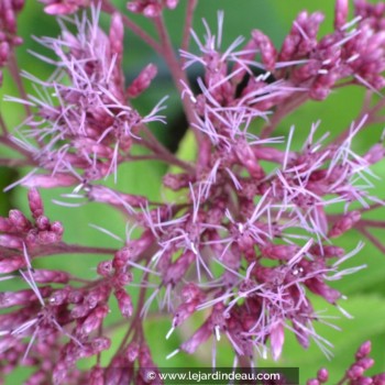 Eupatorium purpureum &#039;Ankum&#039;