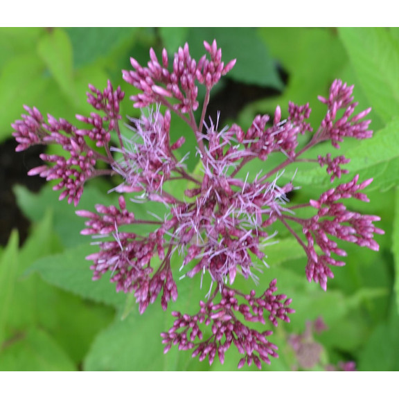 Eupatorium purpureum  'Ankum'