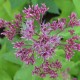 Eupatorium purpureum 'Ankum'