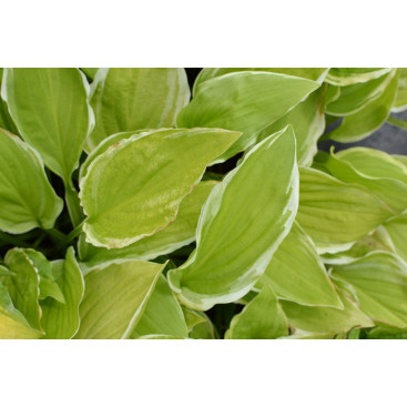 HOSTA \'Summer Fragrance\'