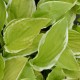 HOSTA 'Summer Fragrance'