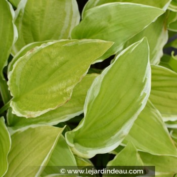 HOSTA &#039;Summer Fragrance&#039;