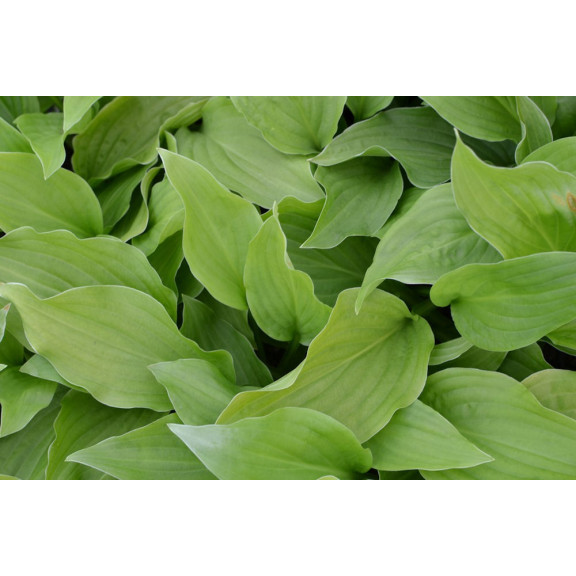 HOSTA 'Honeybells'